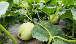 吃瓜微信免费吃瓜最新,免费吃瓜背后的秘密，吃瓜群众必看！